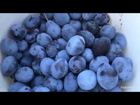 Видео: Яблоки и виноград не заканчиваются, спасибо Богу за урожай