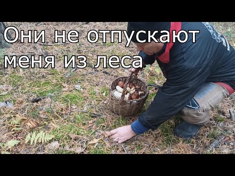 Видео: СМОТРЕТЬ ТЯЖЕЛО ! ДА, СКОЛЬКО ЖЕ ИХ ТУТ!!!
