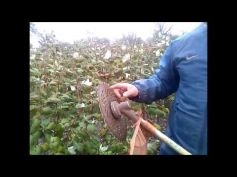 Видео: Ремонтантная малина обрезка и подготовка к зиме