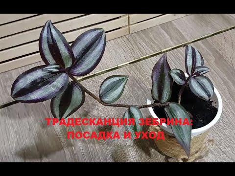 Видео: Традесканция зебрина