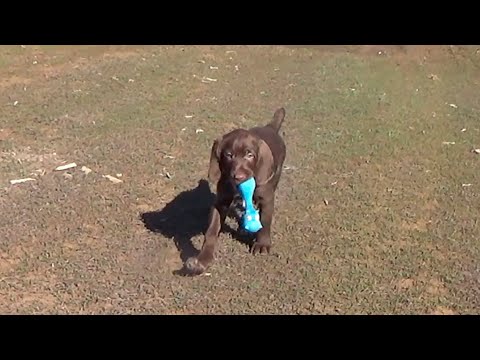 Видео: Дратхаар 2 месяца Дрессировка щенка