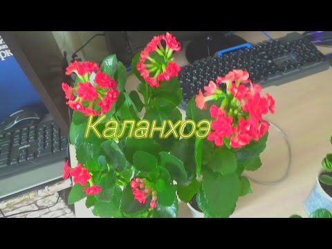 Видео: КАЛАНХОЭ,пересаживаем цветок.Уход за каланхоэ