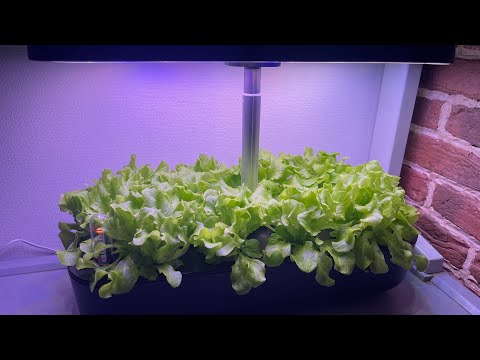Видео: Міні гідропонна установка (мініферма) з Aliexpress  - вирощуємо смачний салат без значних зусиль!