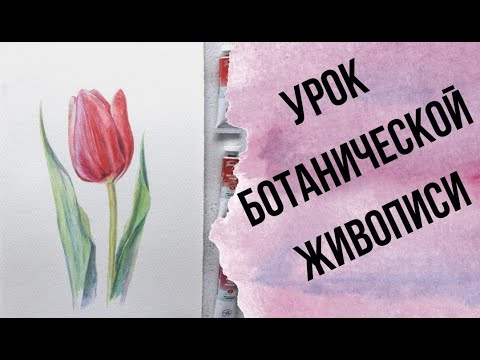Видео: Рисуем тюльпан в стиле ботанической живописи