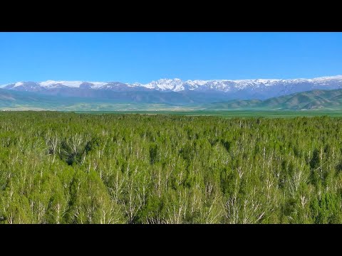 Видео: Азия чөлкөмүндөгү эң ири ак кайың токою