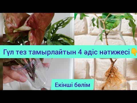 Видео: ГҮЛДЕР ТЕЗ ТАМЫРЛАУ ҮШІН 4 ӘДІС НӘТИЖЕСІ. Екінші бөлім