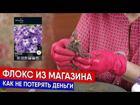 Видео: Флокс из магазина - как не потерять деньги