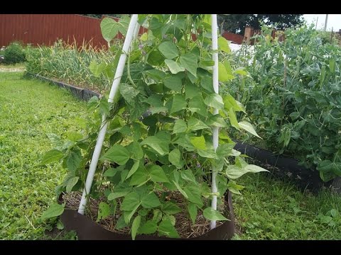 Видео: СПАСРЖЕВАЯ ФАСОЛЬ, ВЬЮЩАЯ И КУСТОВАЯ, РЕЦЕПТ,