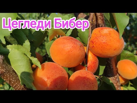 Видео: Абрикос Цегледи Бибер/Apricot Cegledi Bibor.