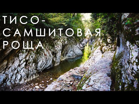 Видео: Тисо-самшитовая роща