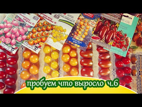 Видео: Дегустация  черри-томатов ч.6 / Моё мнение о вкусе выросших у меня черри томатах в 2023