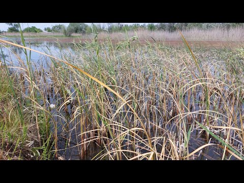 Видео: Оренда водойми. Боремося з очеретом. Перші результати.