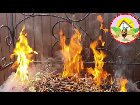 Видео: Зола осенью: Удобряем почву и защищаем растения