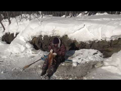 Видео: Капканом на лисиц Архив 11 апреля 2024