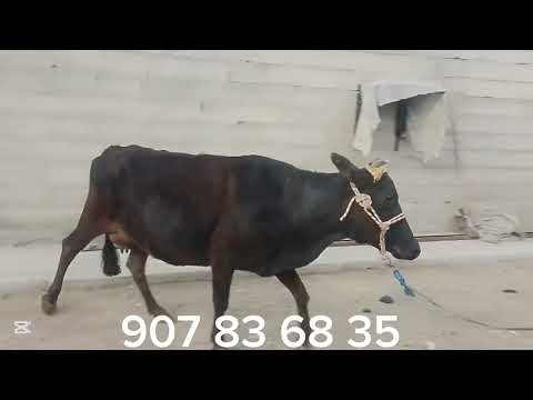 Видео: Як сар гови буқачадор. тел: 907 83 68 35    . 22.10.2025