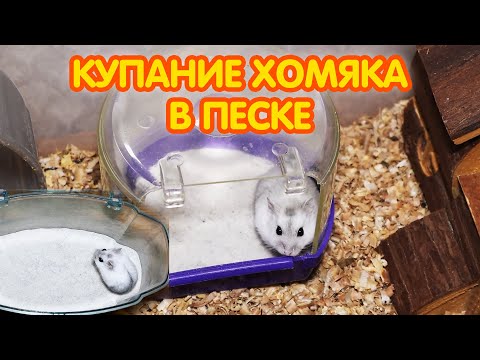 Видео: Уход за хомяками. Купание хомяка в песке. Песочные ванны для хомяков