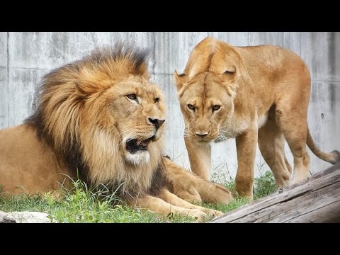 Видео: Маминая любовь тронула всех 😭 папа лишь слегка отругал 🤣