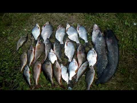 Видео: Рыбалка на донные удочки на пиявку с лодки на реке Припять.