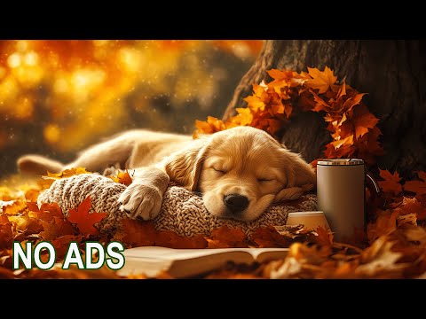 Видео: 12-часовая расслабляющая музыка для собак 🎶 Снятие стресса и чувства разлуки | Умиротворяющие звуки