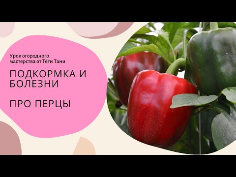 Видео: 551. Перцы сладкие   чем лечить и кормить сейчас, что убрать на стебле.