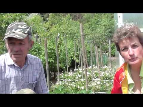 Видео: Защита земляники и клубники от серой гнили. Сайт "Садовый мир"
