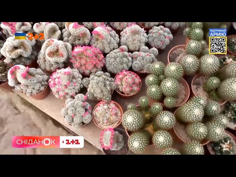 Видео: Из каких кактусов делают текилу – Агроном из Полтавщины раскрыл секрет