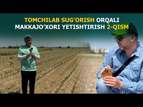 Видео: Томчилаб суғориш орқали Маккажўхори етиштириш 2-қисми