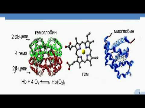 Видео: 10 сынып. Биология. Адам гемоглабині мен миоглобиннің құрылысы мен қызметі