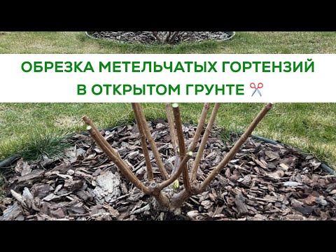 Видео: ВЕСЕННЯЯ ОБРЕЗКА МЕТЕЛЬЧАТЫХ ГОРТЕНЗИЙ В ОТКРЫТОМ ГРУНТЕ.