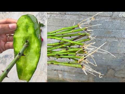 Видео: Как обрезать розы без почвы | Посадка роз