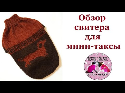 Видео: Обзор свитера для мини-таксы