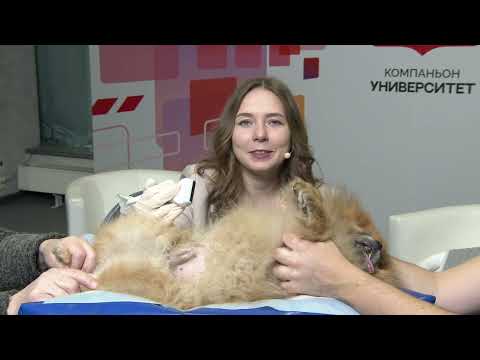 Видео: УЗИ поджелудочной железы, мастер-класс на аппарате SonoScape ProPet. Мария Лапшина