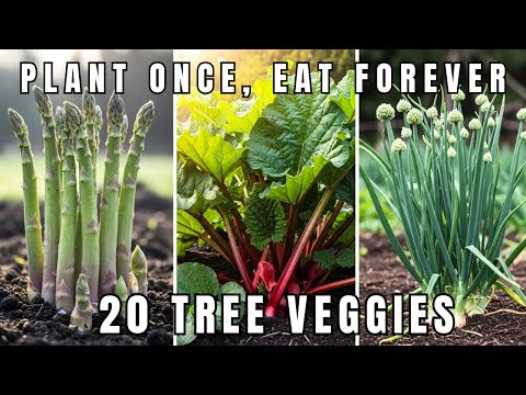 Видео: Посади один раз, ешь вечно: 20 овощей, которые растут как фруктовые деревья!