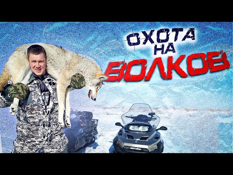 Видео: охота на волков.ВОЛКИ НАПАДАЮТ НА СКОТ!!!wolf hunting.