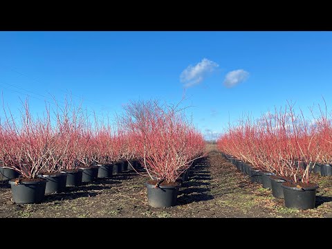 Видео: Зимне-Весенняя обрезка голубики от А до Я