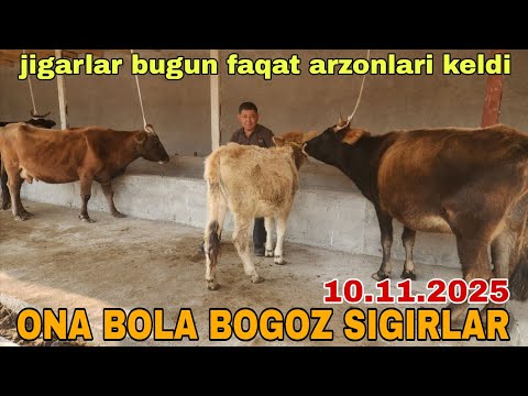 Видео: ONA BOLA BOGOZ SIGIRLAR SOTILADI ☎️902206515☎️916080310 ноября 2025 г.Она бола богоз сигирлар сотила