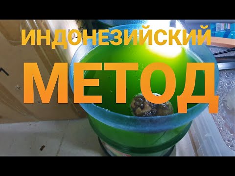 Видео: Продолжаем эксперимент по Дафнии моина!