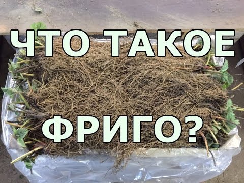 Видео: ЧТО ТАКОЕ ФРИГО?Рассада клубники фриго.