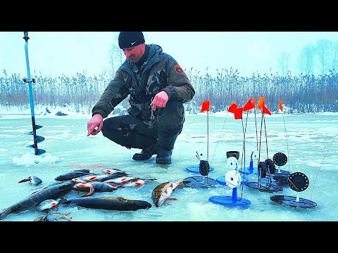 Видео: Да зачем эта ЩУКА когда такой ОКУНЬ КЛЮЁТ!!! Заветная лунка найдена!!!