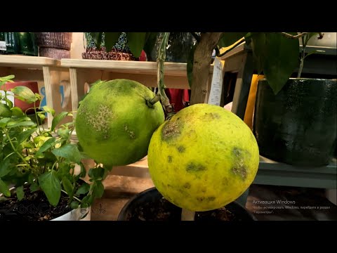 Видео: Сбегал на Флору, прикупил поросят.