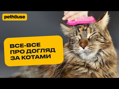 Видео: Як доглядати за котиком. Від купання до вичісування