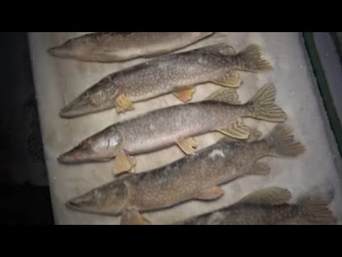 Видео: МЕШОК ЩУК ЗА ДВА ДНЯ!!! КАЗАХСТАН РУЛИТ! БАЗА НИКОЛАЕВКА