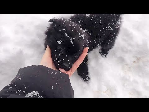 Видео: Гуляя с собакой, нашёл в снегу бездомного щенка. Забрав домой, он лечил меня всю зиму