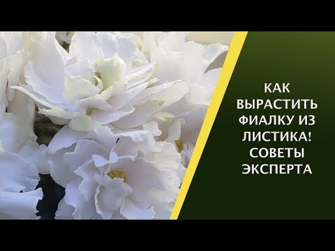 Видео: КАК РАЗМНОЖАТЬ ФИАЛКИ! СОВЕТЫ ОТ ПРОФЕССИОНАЛА!