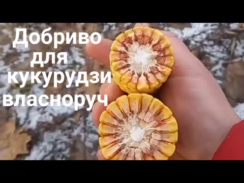 Видео: Як СОЯ  2023 буде ,вирощувати Кукурудзу 2024.