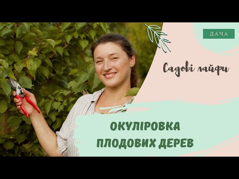 Видео: Окуліровка плодових дерев. Як Виростити Якісні Саджанці?