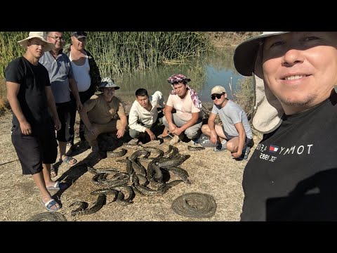 Видео: Snakehead Казахдарья - октябрь 2024 #каракалпакстан #рыбалка #fishing #змееголов #карася #озеро