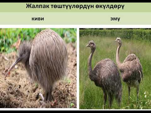 Видео: Канаттуулардын чоң топтору жана мааниси.