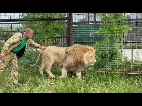 Видео: Как я ЗАЩИТИЛ ЛЬВА СУЛТАНА )))