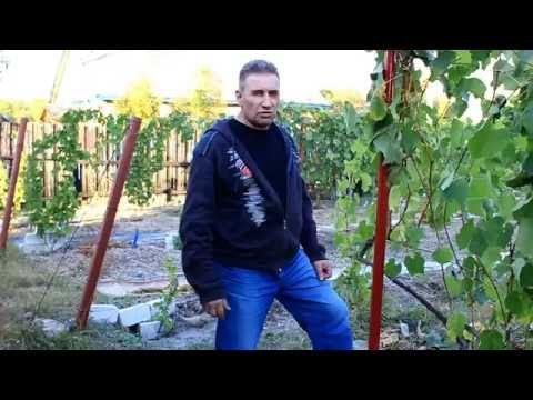 Видео: Выбор места, посадки винограда.